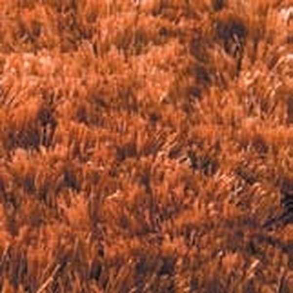 Halı